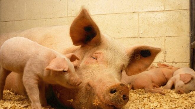 Таиланд оценил результаты мер против африканской чумы свиней
