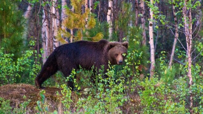 Русские медведи пересекли эстонскую границу