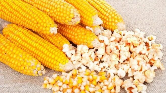 Экспортные пошлины на кукурузы для попкорна отменены