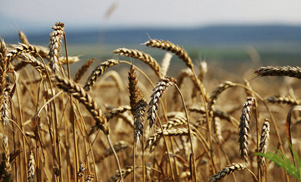 Положительный для России прогноз экспорта зерновых