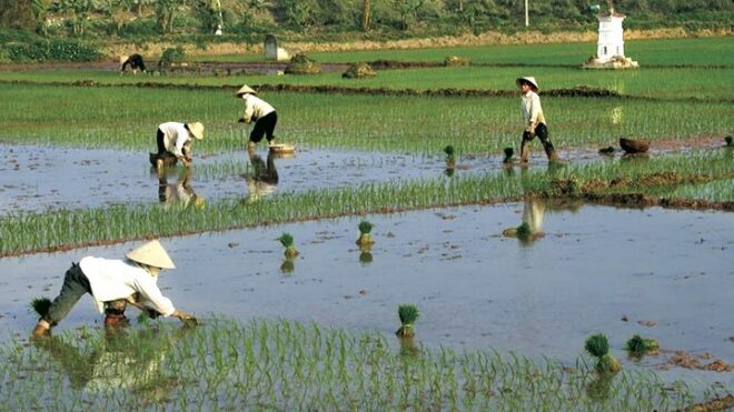 Вьетнамский рис – под угрозой запрета