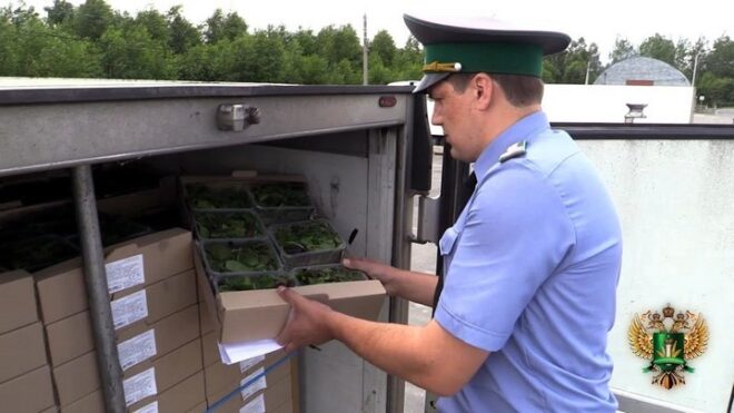 Новый порядок фитосанитарного надзора установлен Правительством РФ