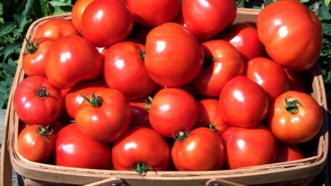 Минсельхоз дает добро турецким томатам