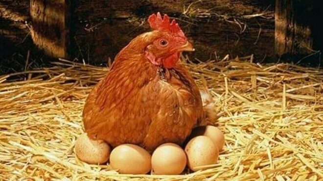 Птицеводческая продукция из разных государств попала под ограничения