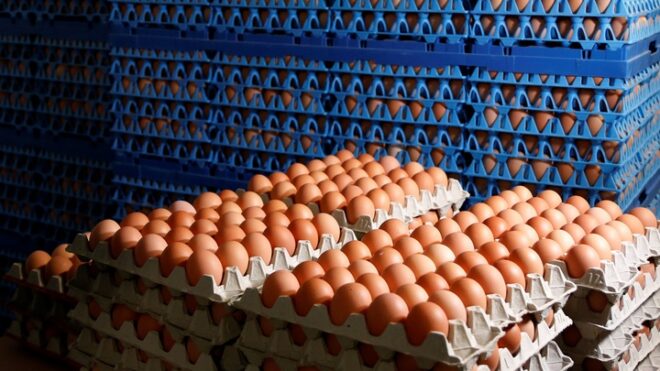 Министерство сельского хозяйства предлагает птицеводческим компаниям переход на поставки яиц напрямую