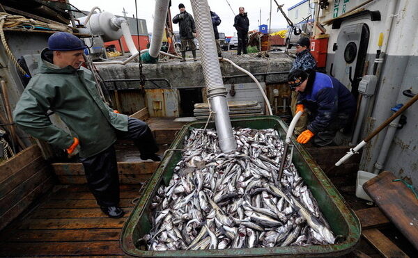 Россия готова к наращиванию экспорта рыбы в государства ЕАЭС, страны СНГ и Африку