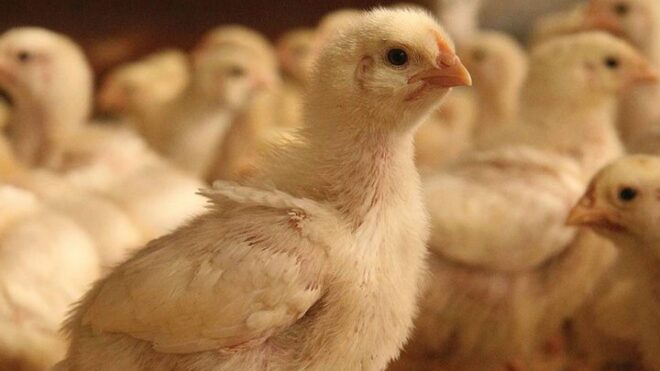 Европейские птицы и грипп: Россельхознадзор блокирует их ввоз в Россию