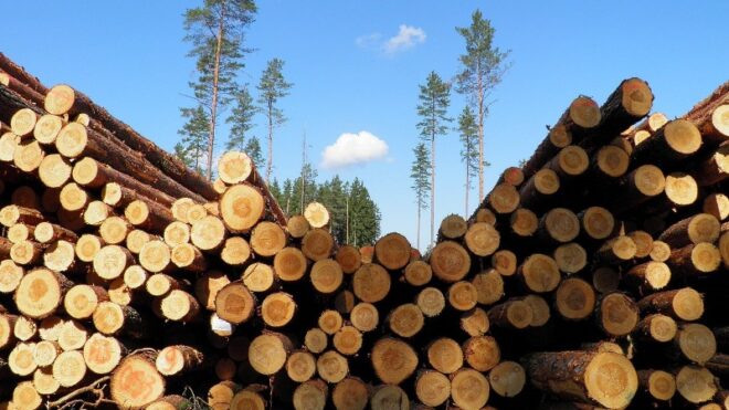 Ограничения на экспорт дерева: стоит ли ждать снижения цен на стройматериалы?