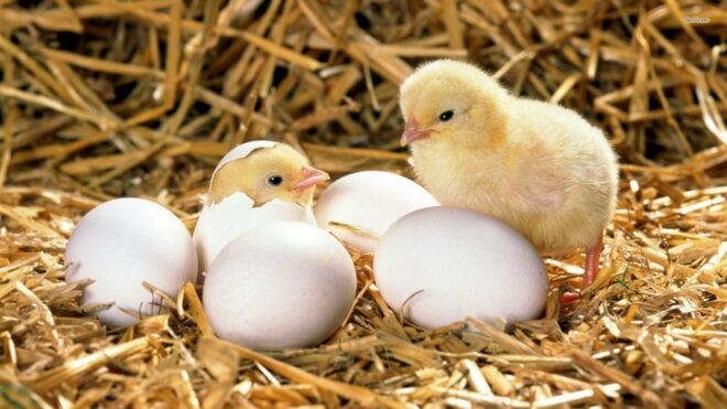 Ввоз яиц и цыплят из Великобритании разрешен