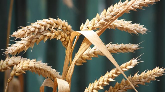 С 12 мая экспортная пошлина на российскую пшеницу снизилась на 5,3%