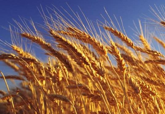 В рамках «зерновой сделки» экспортировано почти 30 млн тонн украинского зерна