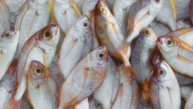 В ЕЭК обнулили ввозную таможенную пошлину на мясо криля для рыбоперерабатывающей промышленности